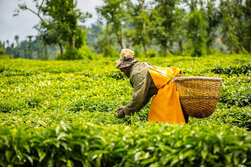 Tea harvesting 261224