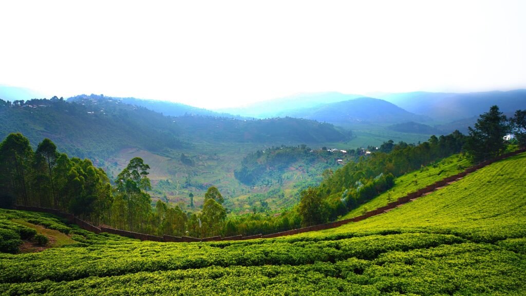 Sorwathe Tea Plantation, Rwanda